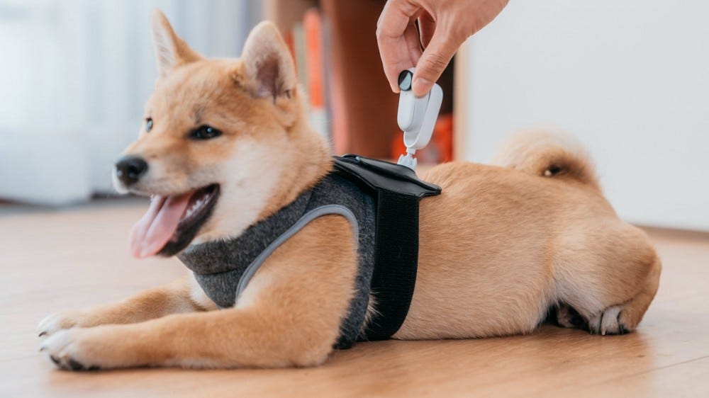 An action camera attached to a dog's harness.