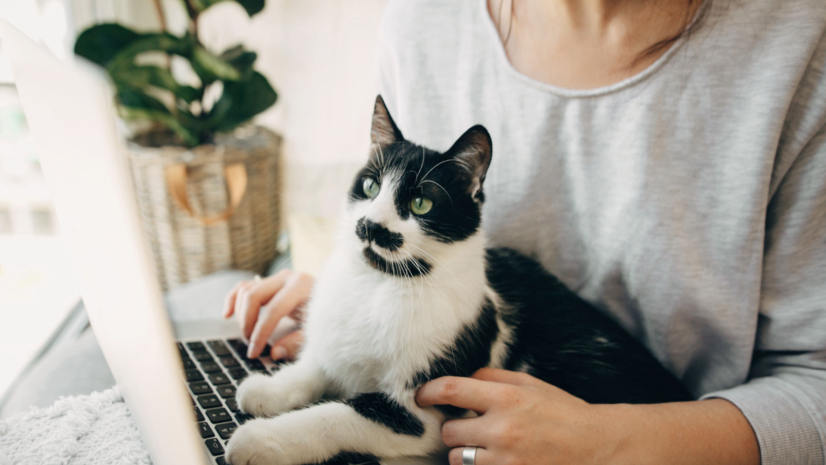 Cat on keyboard header. 