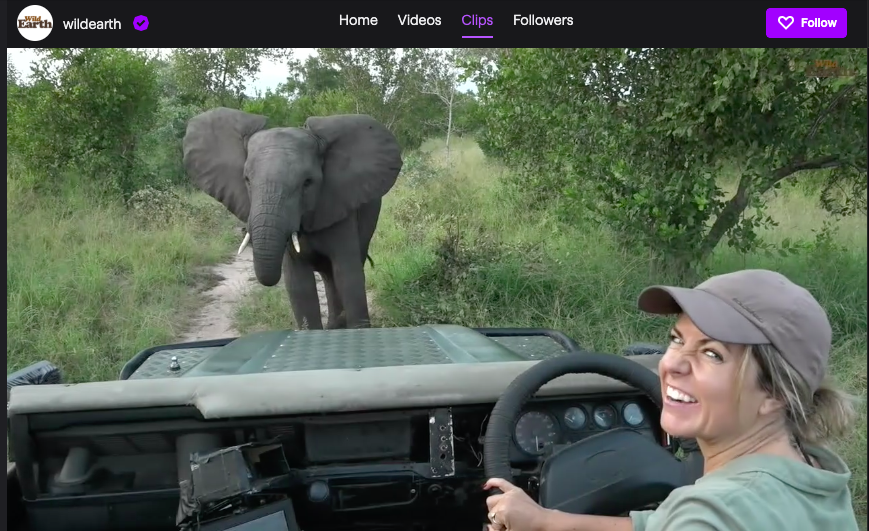 Wild Earth's Lauren streaming a safari ride on Twitch. 