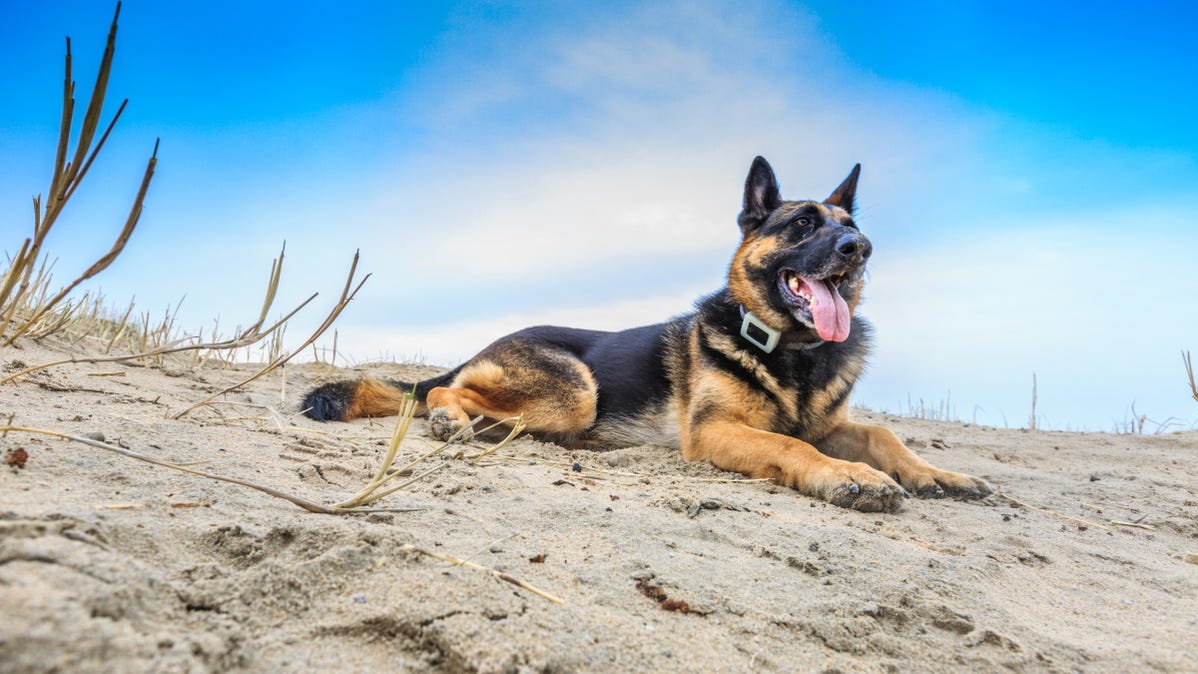 dog with tracker on at the beach